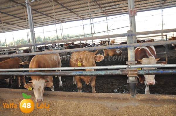 3ojojl shamal (7).JPG